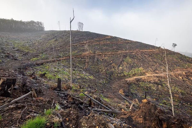 ClearfellLogging - 1EarthMedia Charred hillside after a wildfire with blackened soil, scorched tree trunks, and scattered debris