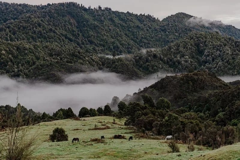 Asia-Pacific and Oceania - Tatsiana Chypsanava - 1EarthMedia “Horses of the Highlands” © Tatsiana Chypsanava, Pulitzer Center, New Zealand Geographic — used with permission World Press Photo