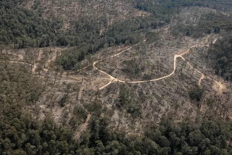 Tallaganda State Forest WWF - 1EarthMedia Tallaganda State Forest WWF