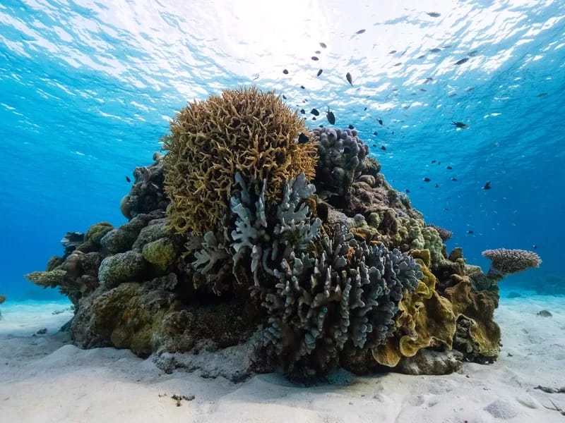 Nush Freedman Photography_-125 - 1EarthMedia Scott Reef, photo courtesy Nush Freedman Photography