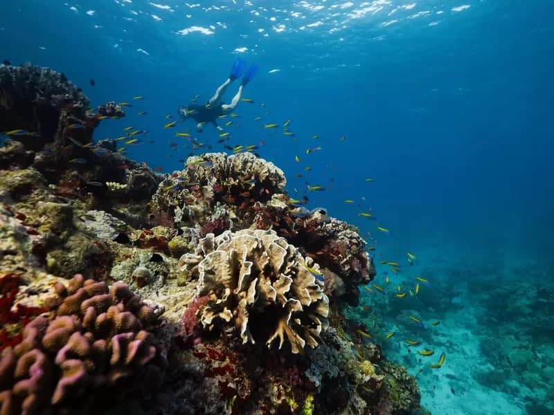 Scott Reef, photo courtesy Nush Freedman Photography