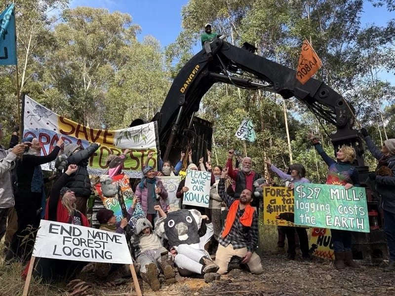 Orara001 - 1EarthMedia More than 30 forest defenders entered the Orara East State Forest on Gumbaynggirr Country and one brave soul locked on to a logging harvester. Photo courtesy of Bellingen Activist Network