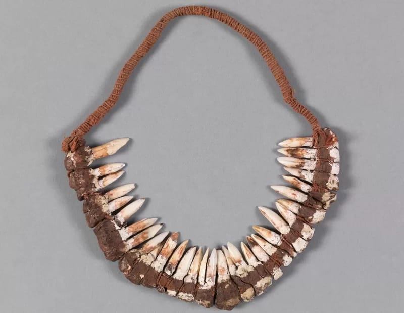 Sacred Larrakia Cultural Objects Repatriated from the USA Larrakia kangaroo tooth headband