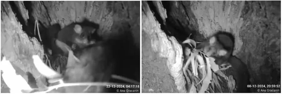 GreaterGliderLive - 1EarthMedia