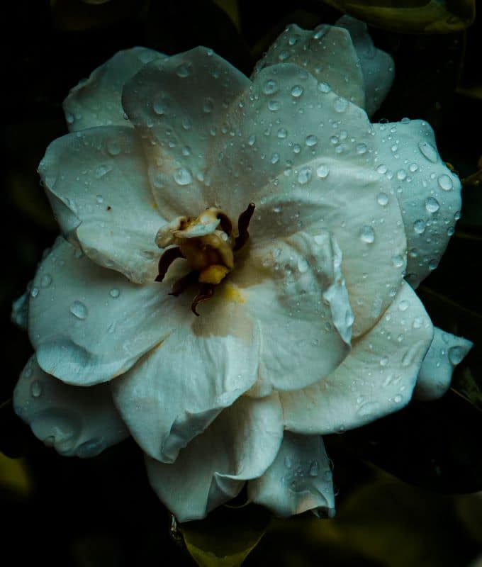 Head-On-009 - 1EarthMedia