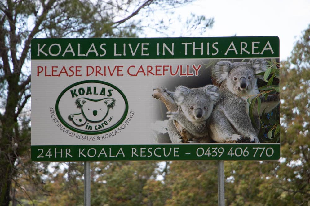 koala002-221110131 - 1EarthMedia Koala sign