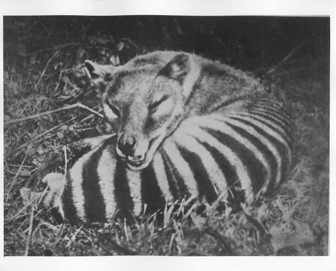 thylacine-tasmaniantiger - 1EarthMedia Tasmanian Tiger = thylacine